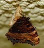 Papillon sortant tout juste de sa chrysalide
